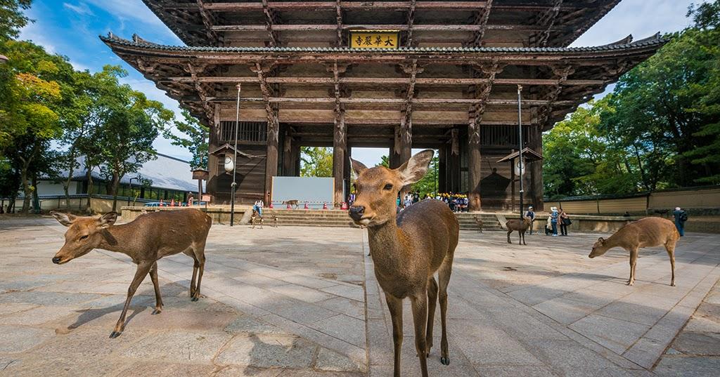 Nara park